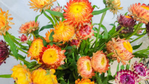 Hoa Cúc – Biểu Tượng Của Sự Bình An Và Vẻ Đẹp Bền Lâu