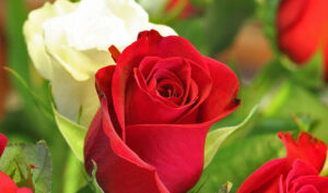 Tặng Hoa Cho Người Yêu, món quà từ trái tim