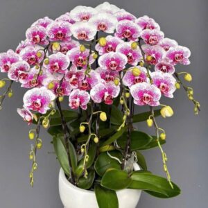 Lan hồ điệp WF - 78