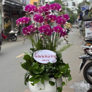 Lan hồ điệp WF - 88