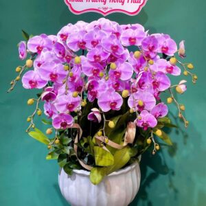 Lan hồ điệp WF - 79