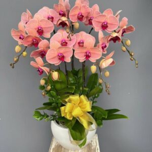 Lan hồ điệp WF - 80