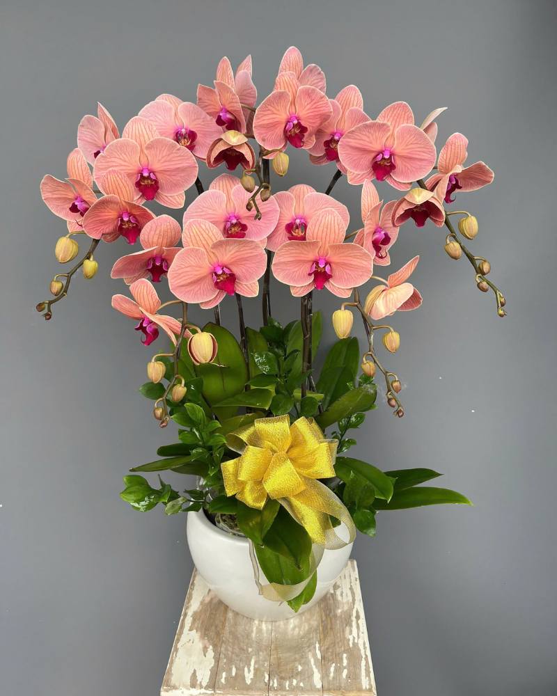 Lan hồ điệp WF - 81