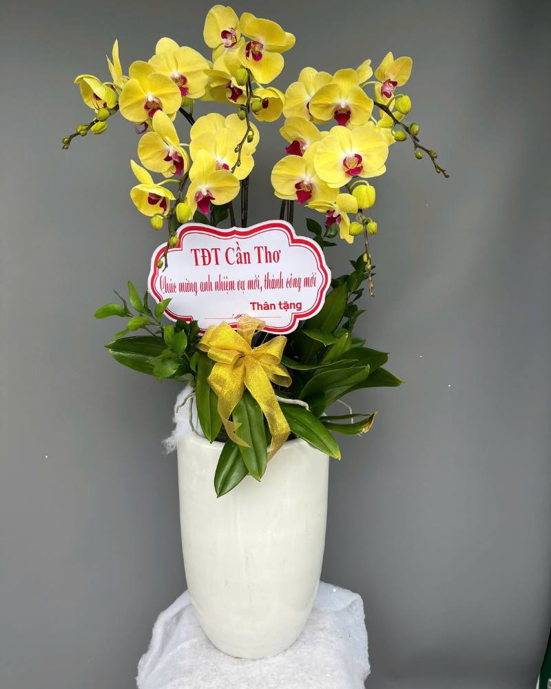 Lan hồ điệp WF - 82