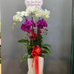 Lan hồ điệp WF - 83