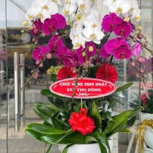 Lan hồ điệp WF - 85