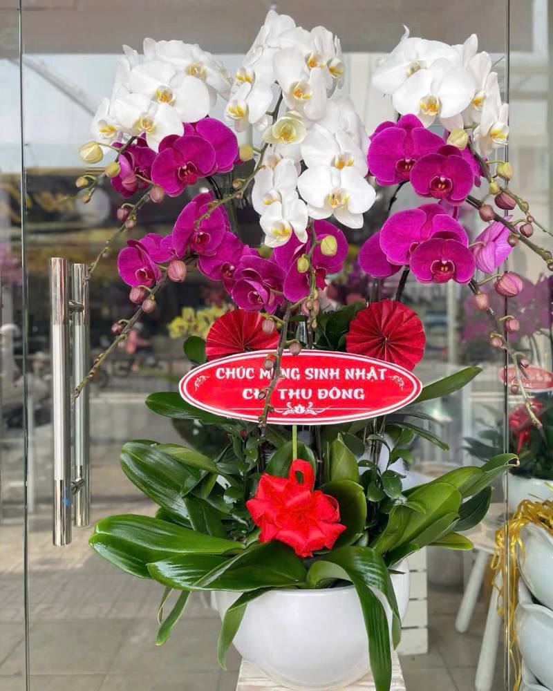 Lan hồ điệp WF - 85