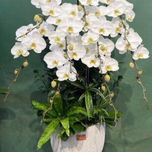 Lan hồ điệp WF - 86