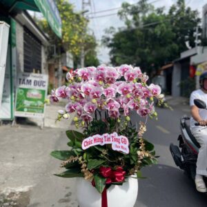 Lan hồ điệp WF - 87